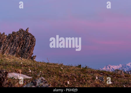 Bird cuckoo sitting on a rock on top of mountain seeing off the sun at sunset against a sky with pink clouds Stock Photo