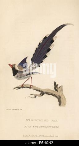 Red-billed blue magpie, Urocissa erythrorhyncha (Red-billed jay, Pica erythrorynchos). Handcoloured engraving after an illustration by Charles Hamilton Smith from Edward Griffith's The Animal Kingdom by the Baron Cuvier, London, Whittaker, 1829. Stock Photo