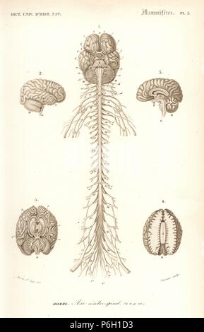 Illustration of the brain and spinal cord from the body of an adult ...