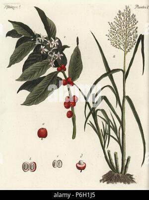 Coffee tree with ripe fruit, Coffea arabica 1, and sugar cane, Saccharum officinarum 2. Handcoloured copperplate engraving from Friedrich Johann Bertuch's 'Bilderbuch fur Kinder' (Picture Book for Children), Weimar, 1792. Stock Photo