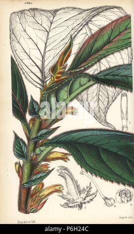 Flying goldfish plant, Columnea sanguinea (Golden columnea, Columnea aureo-nitens). Handcoloured botanical illustration drawn and lithographed by Walter Fitch from Sir William Jackson Hooker's 'Curtis's Botanical Magazine,' London, 1847. Stock Photo