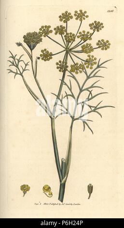 Fennel, Foeniculum vulgare, Handcoloured copperplate engraving from a drawing by James Sowerby for James Smith's English Botany, 1803. Sowerby was a tireless illustrator of natural history books and illustrated books on botany, mycology, conchology and geology. Stock Photo