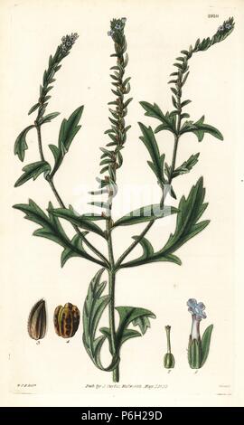 Bracteated verbena, Verbena bracteata. Handcoloured copperplate engraving by Swan after an illustration by William Jackson Hooker from Samuel Curtis's 'Botanical Magazine,' London, 1829. Stock Photo