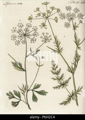 Anise or aniseed, Pimpinella anisum. Handcoloured lithograph by Hanhart ...
