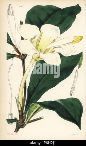 Rothmannia whitfieldii (Clapper-bearing gardenia, Gardenia malleifera). Handcoloured botanical illustration drawn and lithographed by Walter Fitch from Sir William Jackson Hooker's 'Curtis's Botanical Magazine,' London, 1847. Stock Photo