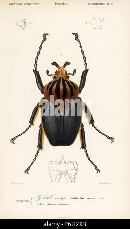 Goliath beetle, Goliathus cacicus. Handcolored engraving by Choubard after an illustration by Vaillant from Charles d'Orbigny's 'Dictionnaire Universel d'Histoire Naturelle' (Universal Dictionary of Natural History), Paris, 1849. Stock Photo
