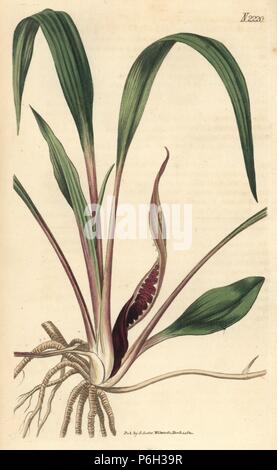 Water trumpet, Cryptocoryne spiralis (Spiral-flowered arum, Arum spirale). Handcoloured copperplate engraving for Samuel Curtis' continuation of William Curtis' Botanical Magazine, London, 1822. Stock Photo