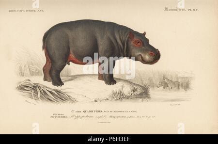 Hippopotamus, Hippopotamus amphibius (vulnerable). Handcolored engraving by Fournier after an illustration by Meunier from Charles d'Orbigny's Dictionnaire Universel d'Histoire Naturelle (Dictionary of Natural History), Paris, 1849. Stock Photo