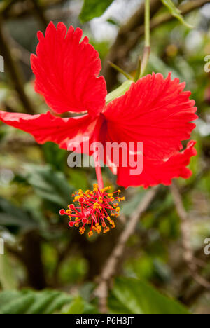 Thespesia grandiflora is a tree in the Malvaceae family of the Rosids order. Its English common name is maga. Stock Photo