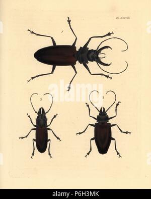 Longhorn beetles: Stenodontes damicornis 1, hardwood stump borer, Mallodon dasystomus 2, Nothopleurus maxillosus 3. Handcoloured lithograph from John O. Westwood's new edition of Dru Drury's 'Illustrations of Exotic Entomology,' Bohn, London, 1837.
