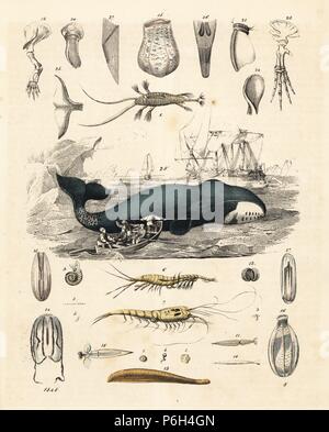 Whalers hunting a bowhead whale, Balaena mysticetus. Above and below the vignette are examples of the whale's diet of shellfish, plankton and shrimp. Handcoloured lithograph from Carl Hoffmann's Book of the World, Stuttgart, 1848. Stock Photo