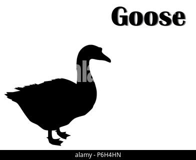 Black silhouette of goose on white background, vector, eps 10 Stock Photo