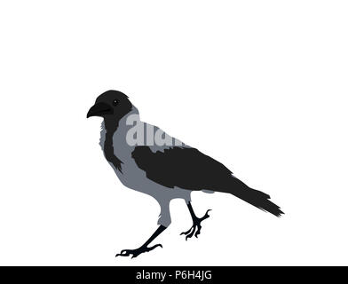 Gray crow on white background. Corvus cornix bird, hooded crow, hoodie, Scotch crow, Danish crow, grey crow, mist  crow, Nebelkrahe, flat design, vect Stock Photo