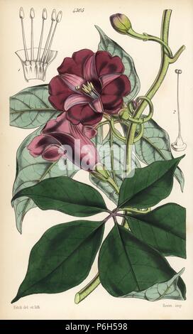 Handsome ipomaea, Ipomoea pulchella. Handcoloured botanical illustration drawn and lithographed by Walter Fitch from Sir William Jackson Hooker's 'Curtis's Botanical Magazine,' London, 1847. Stock Photo