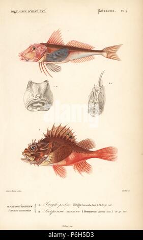 Tub gurnard, Chelidonichthys lucerna, Trigla hirundo, and black scorpion-fish, Scorpaena porcus. Handcolored engraving by Corbie after an illustration by Ac. Baron from Charles d'Orbigny's 'Dictionnaire Universel d'Histoire Naturelle' (Universal Dictionary of Natural History), Paris, 1849. Stock Photo