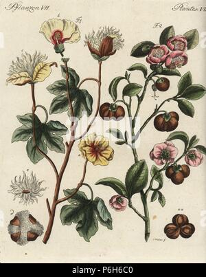 Levant cotton plant, Gossypium herbaceum, and tea plant, Camellia sinensis. Handcoloured copperplate engraving after a botanical illustration by Christian Muller from Friedrich Johann Bertuch's Bilderbuch fur Kinder (Picture Book for Children), Weimar, 1792. Stock Photo