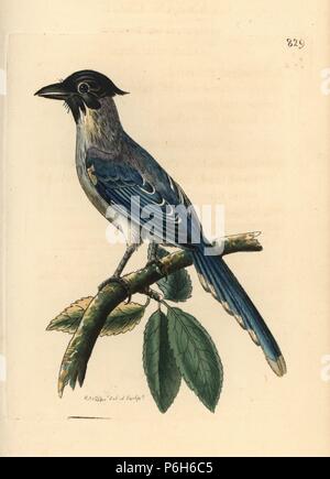 Azure-winged magpie, Cyanopica cyanus (Cyanean crow, Corvus cyaneus). Illustration drawn and engraved by Richard Polydore Nodder. Handcoloured copperplate engraving from George Shaw and Frederick Nodder's The Naturalist's Miscellany, London, 1806. Stock Photo