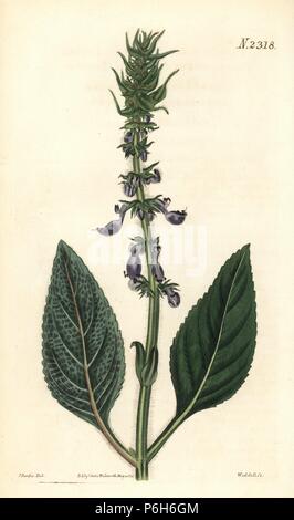 Indian coleus, Plectranthus barbatus (Tufted plectranthus, Plectranthus comosus). Handcoloured copperplate engraving by Weddell after an illustration by John Curtis from Samuel Curtis's 'Botanical Magazine,' London, 1822. Stock Photo