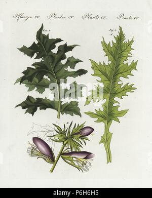 Bear's breeches or Oyster plant (Acanthus mollis longifolia