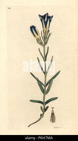 Marsh gentian or Calathian violet, Gentiana pneumonanthe. Handcoloured copperplate engraving after a drawing by James Sowerby for James Smith's English Botany, 1791. Stock Photo