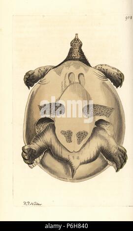 Nile softshell turtle, Trionyx triunguis (Nilotic tortoise, Testudo nilotica). Illustration drawn and engraved by Richard Polydore Nodder. Handcoloured copperplate engraving from George Shaw and Frederick Nodder's 'The Naturalist's Miscellany,' London, 1809. Stock Photo