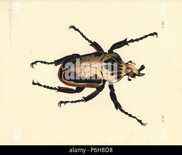 Royal goliath beetle, Goliathus regius. Handcoloured lithograph from John O. Westwood's new edition of Dru Drury's 'Illustrations of Exotic Entomology,' Bohn, London, 1837. Stock Photo