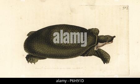 Nile softshell turtle, Trionyx triunguis (Nilotic tortoise, Testudo nilotica). Illustration drawn and engraved by Richard Polydore Nodder. Handcoloured copperplate engraving from George Shaw and Frederick Nodder's 'The Naturalist's Miscellany,' London, 1809. Stock Photo