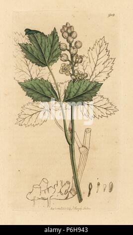 Herb Christopher or baneberries, Actaea spicata. Handcoloured copperplate engraving after a drawing by James Sowerby for James Smith's English Botany, 1801. Stock Photo