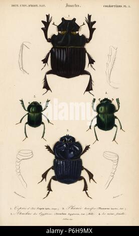 Giant dung beetle, Heliocopris gigas (Copris isidis) 1, giant Amazonian carrion scarab beetle, Coprophanaeus lancifer (Phanaeus lancifer) 2, Egyptian scarab beetle, Scarabaeus aegyptiorum (Ateuchus aegyptiorum), male 3, female 4. Handcolored engraving by Fournier after an illustration by Blanchard from Charles d'Orbigny's 'Dictionnaire Universel d'Histoire Naturelle' (Universal Dictionary of Natural History), Paris, 1849. Stock Photo