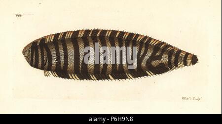 Zebra sole, Zebrias zebra (Pleuronectes zebra). Illustration drawn and engraved by Richard Polydore Nodder. Handcoloured copperplate engraving from George Shaw and Frederick Nodder's 'The Naturalist's Miscellany,' London, 1809. Stock Photo
