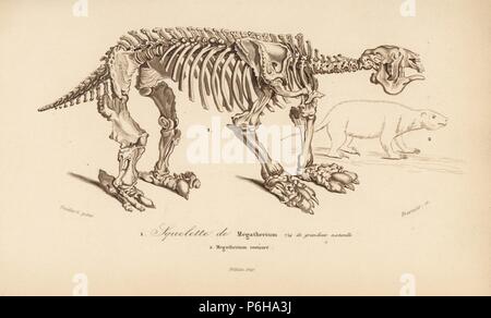 Skeleton of a megatherium, extinct giant ground sloth, and reconstruction of the animal. Engraving by Fournier after an illustration by Oudart from Charles d'Orbigny's Dictionnaire Universel d'Histoire Naturelle (Dictionary of Natural History), Paris, 1849. Stock Photo