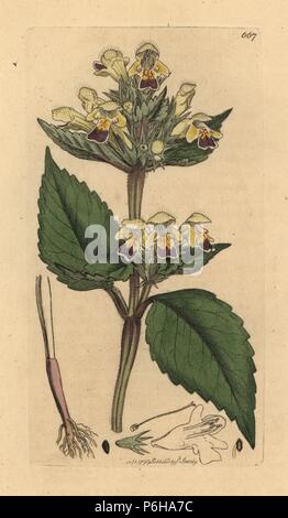 Large-flowered hemp-nettle, Galeopsis speciosa (Galeopsis versicolor). Handcoloured copperplate engraving after a drawing by James Sowerby for James Smith's English Botany, 1799. Stock Photo