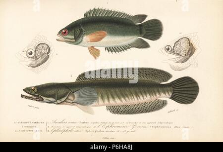 Climbing perch, Anabas testudineus (Anabas scandens) 1, snakehead murrel, Channa striata, (Ophiocephalus striatus) 3. Ear labyrinth of the perch 1a, and giant gourami, Osphronemus goramy (Osphromenus olfax) 2. Handcolored engraving by Sebin after an illustration by Oudart from Charles d'Orbigny's 'Dictionnaire Universel d'Histoire Naturelle' (Universal Dictionary of Natural History), Paris, 1849. Stock Photo