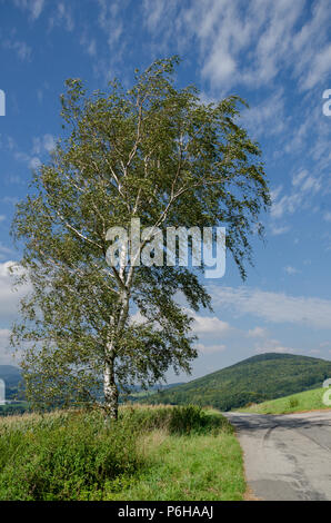 Lonely tree with a asphalt road and clouds on the sky in the bavarian forest Stock Photo