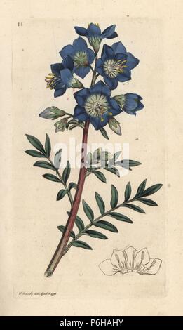 Jacob's ladder or Greek valerian, Polemonium caeruleum. Handcoloured copperplate engraving after an illustration by James Sowerby from James Smith's English Botany, London, 1791. Stock Photo