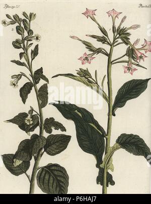 Virginian or common tobacco, Nicotiana tabacum 1, and wild or sacred tobacco, Nicotiana rustica 2. Handcoloured copperplate engraving from Friedrich Johann Bertuch's Bilderbuch fur Kinder (Picture Book for Children), Weimar, 1792. Stock Photo