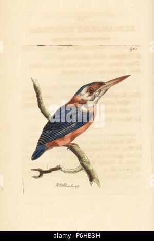 Little kingfisher, Alcedo pusilla (Minute kingfisher, Alcedo ultramarina). Illustration drawn and engraved by Richard Polydore Nodder. Handcoloured copperplate engraving from George Shaw and Frederick Nodder's 'The Naturalist's Miscellany,' London, 1809. Stock Photo