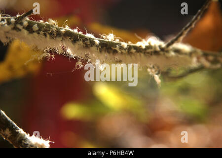 Close-up of Wooly Alder Aphid bug on tree branch Stock Photo
