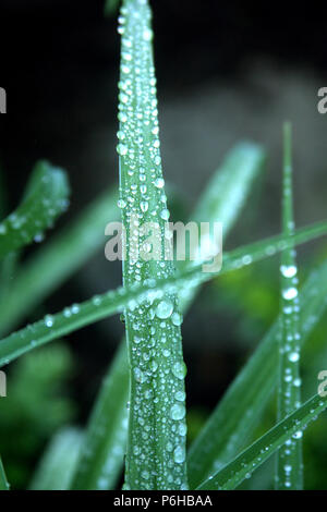 Raindrops on leaves in garden Stock Photo