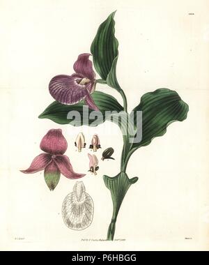 Large-flowered lady's slipper orchid, Cypripedium macranthos (Cypripedium macranthon). Handcoloured copperplate engraving by Swan after an illustration by William Jackson Hooker from Samuel Curtis's 'Botanical Magazine,' London, 1829. Stock Photo