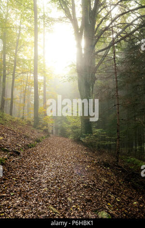 Path through the forest with fog in tue autumn with sun on the sky in the bavarin forest Stock Photo