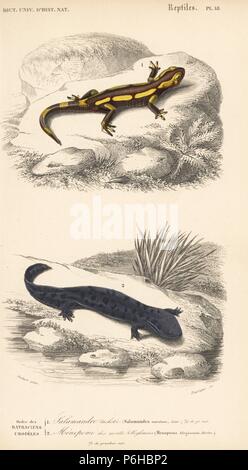 Fire salamander, Salamandra salamandra, and hellbender salamander, Cryptobranchus alleganiensis, near threatened. Handcolored engraving by Fournier after an illustration by Oudart from Charles d'Orbigny's 'Dictionnaire Universel d'Histoire Naturelle' (Universal Dictionary of Natural History), Paris, 1849. Stock Photo