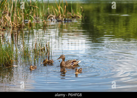 A duck and little ducklings are swimming on the lake. Family of ducks feeding on water Stock Photo