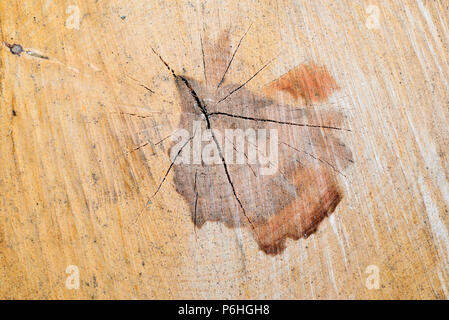 Slice of wood timber natural background. cross section log texture. Stock Photo