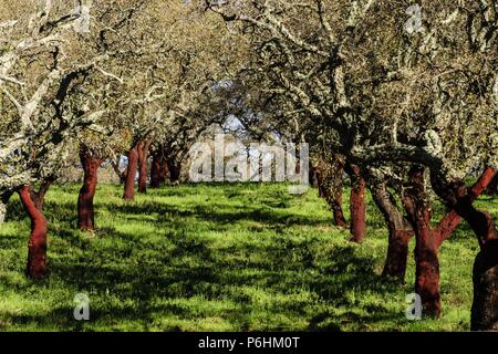 alcornoques descorchados,Quercus suber,Os Almendres, distrito de Evora, Alentejo, Portugal, europa. Stock Photo