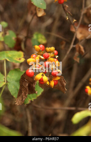 Oriental bittersweet vine with seeds in autumn Stock Photo