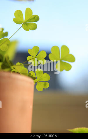 Heart-shaped Oxalis plant Stock Photo