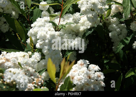 Prunus Grandulosa Alba, dwarf flowering almond shrub in bloom in springtime Stock Photo