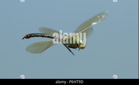 Female emperor flight Stock Photo