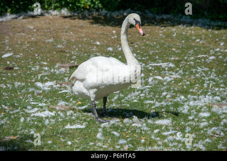 mute swan standing in the middle of pile of plucked feathers after some kind of fight Stock Photo